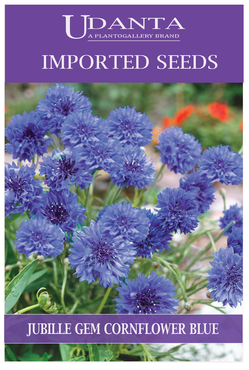 Udanta Imported Flower Seeds - Fiordaliso Jubilee Gem Cornflower Winter Flower Seeds - Qty 2Gm (Blue) (Pack of 2 Pkts)