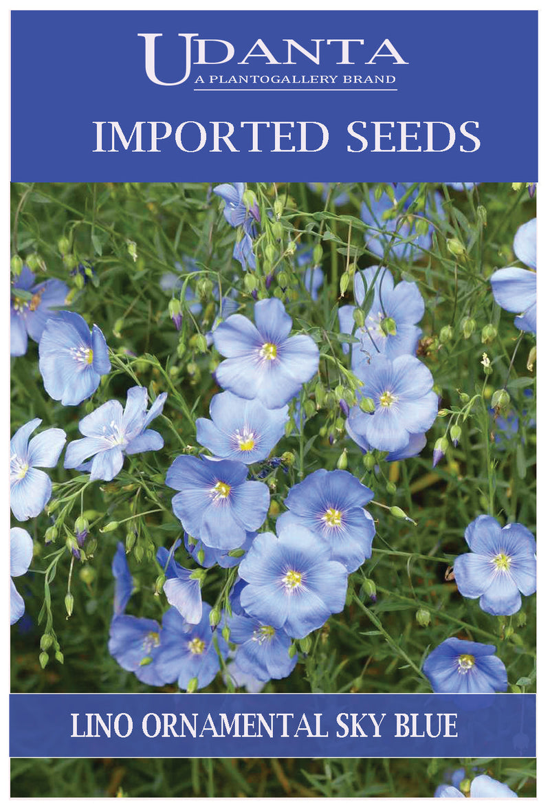 Udanta Imported Flower Seeds - Flaxseed Lino Ornamental Flower Seeds - Qty 3Gm (Sky Blue) Pack of 5 Pkt