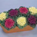 Flowering Kale Nagoya Mix Flower Imported 20 Seeds