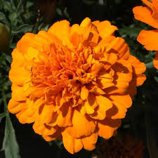 French Marigold Super Hero Deep Orange Flower Imported 20 Seeds
