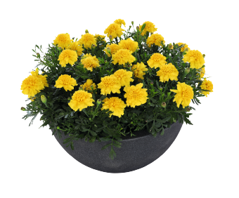 French Marigold Super Hero Deep Yellow Flower Imported 20 Seeds