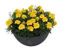 French Marigold Super Hero Deep Yellow Flower Imported 20 Seeds