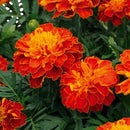 French Marigold Super Hero Harmony Flower Imported 20 Seeds