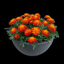 French Marigold Super Hero Harmony Flower Imported 20 Seeds