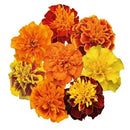 French Marigold Super Hero Maxi Mix Flower Imported 20 Seeds