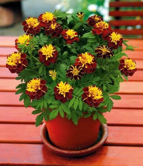 French Marigold Super Hero Spry Flower Imported 20 Seeds