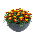 French Marigold Super Hero Spry Flower Imported 20 Seeds