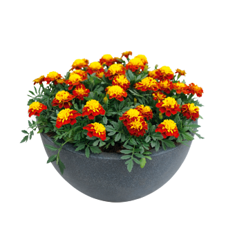 French Marigold Super Hero Spry Flower Imported 20 Seeds
