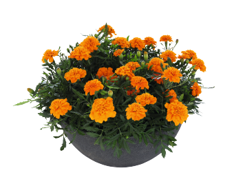 French Marigold Super Hero Deep Orange Flower Imported 20 Seeds