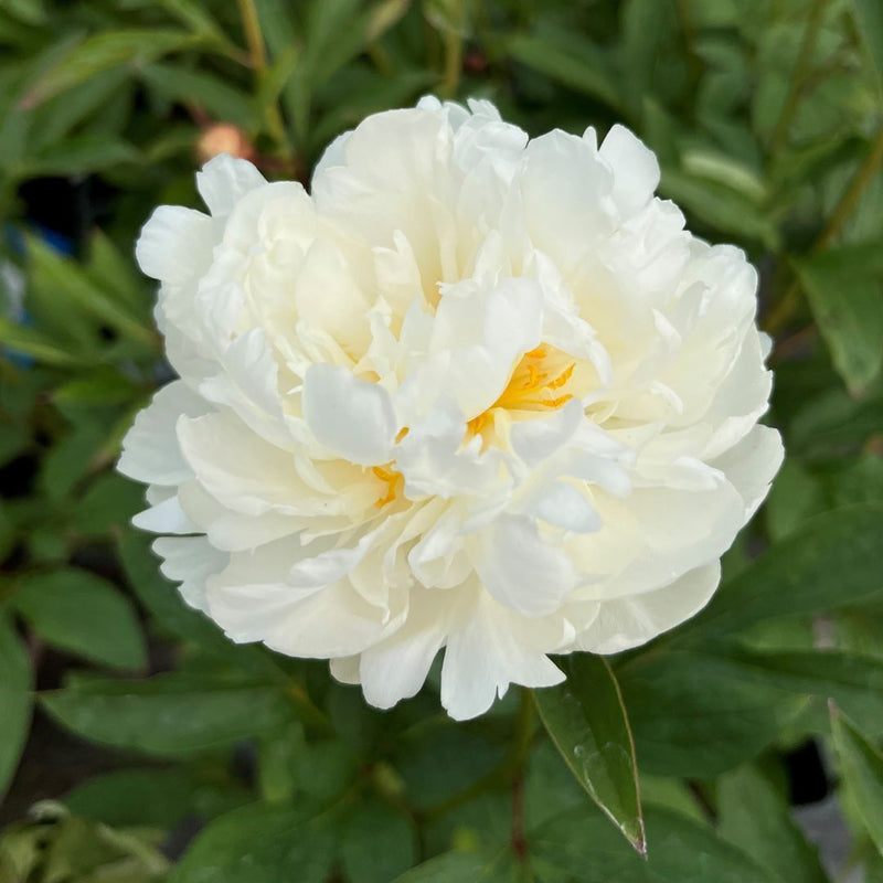 Plantogallery Peony Variety Fringed Ivory Imported Rhyzomes Pack of 1pc (White)