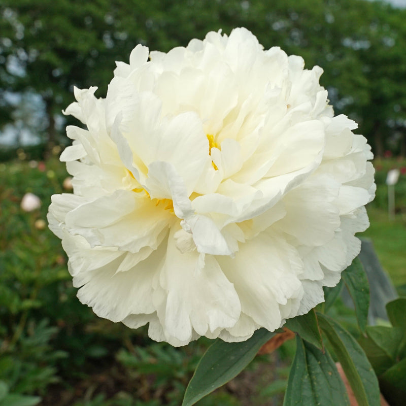 Plantogallery Peony Variety Fringed Ivory Imported Rhyzomes Pack of 1pc (White)