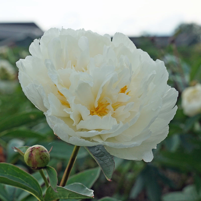 Plantogallery Peony Variety Fringed Ivory Imported Rhyzomes Pack of 1pc (White)