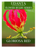 Udanta Gloriosa Lily Climber Flower Bulbs For Summer Gardening - Pack of 10 Bulbs (Red) ( Set OF 5 Pkt)