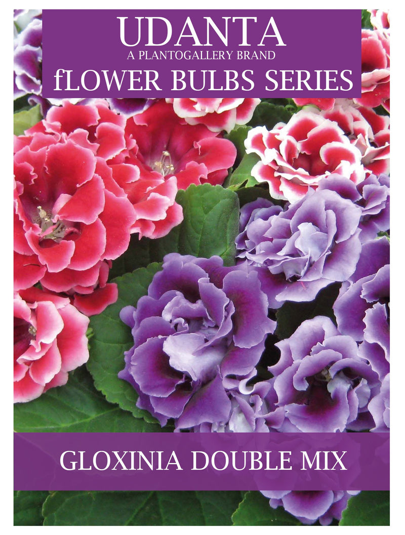 Udanta Gloxinia Tuberous Double Mix Flower Bulbs - Qty 20 pcs