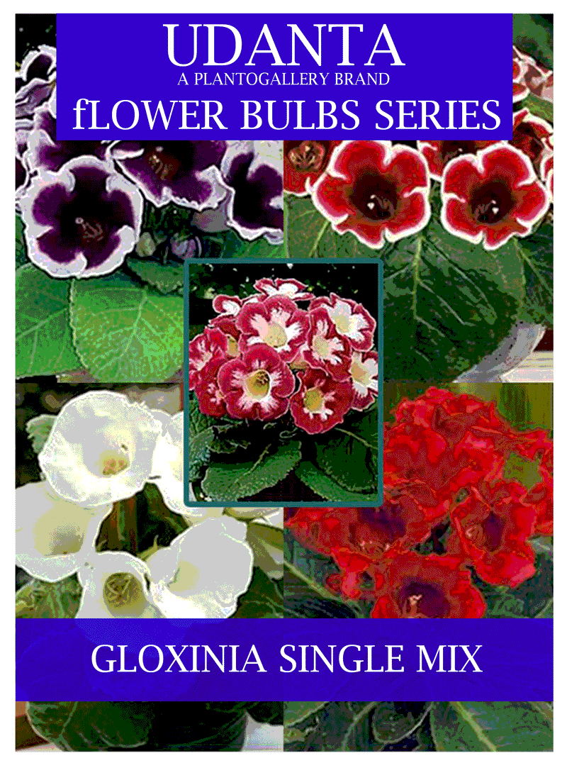 Udanta Gloxinia Single Petal Multicolor Flower Bulbs - Qty 5pcs ( Set OF 5 Pkt)