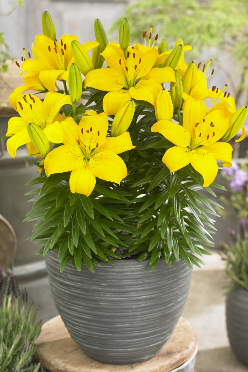 Plantogallery Pot Lillium "Golden Matrixs" Pack of 5 Bulbs Size 10/12