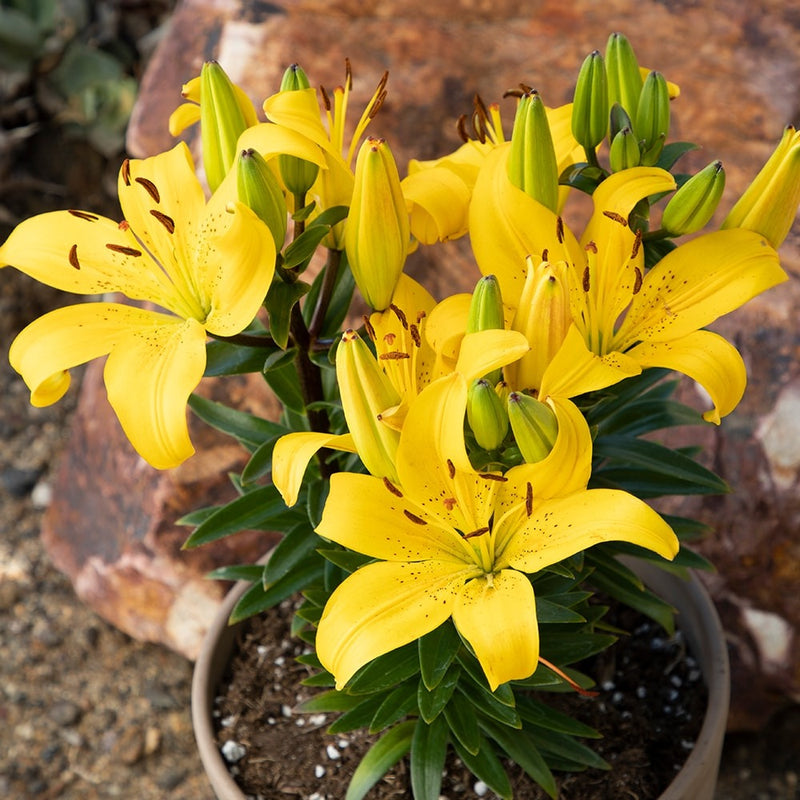 Plantogallery Pot Lillium "Golden Matrixs" Pack of 5 Bulbs Size 10/12