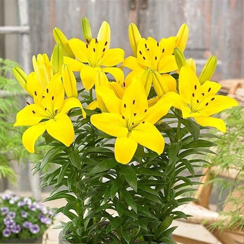 Plantogallery Pot Lillium "Golden Matrixs" Pack of 5 Bulbs Size 10/12