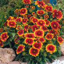 Gaillardia x Grandiflora Arizona Mix Flower Imported 20 Seeds