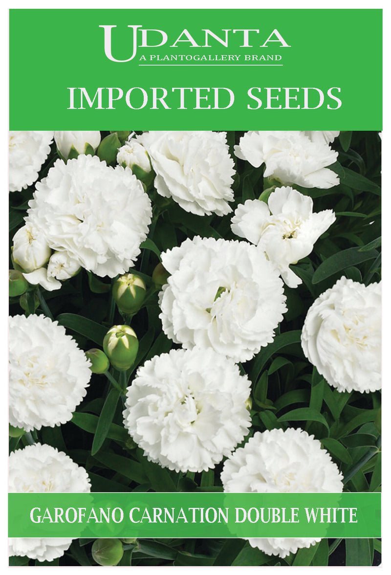 Udanta Imported Flower Seeds - Carnation Rose Garofano Chabaud Fiore Doppio Bianco Perennial Flower Seeds - Qty 1Gm (White) Pack of 5 Pkt