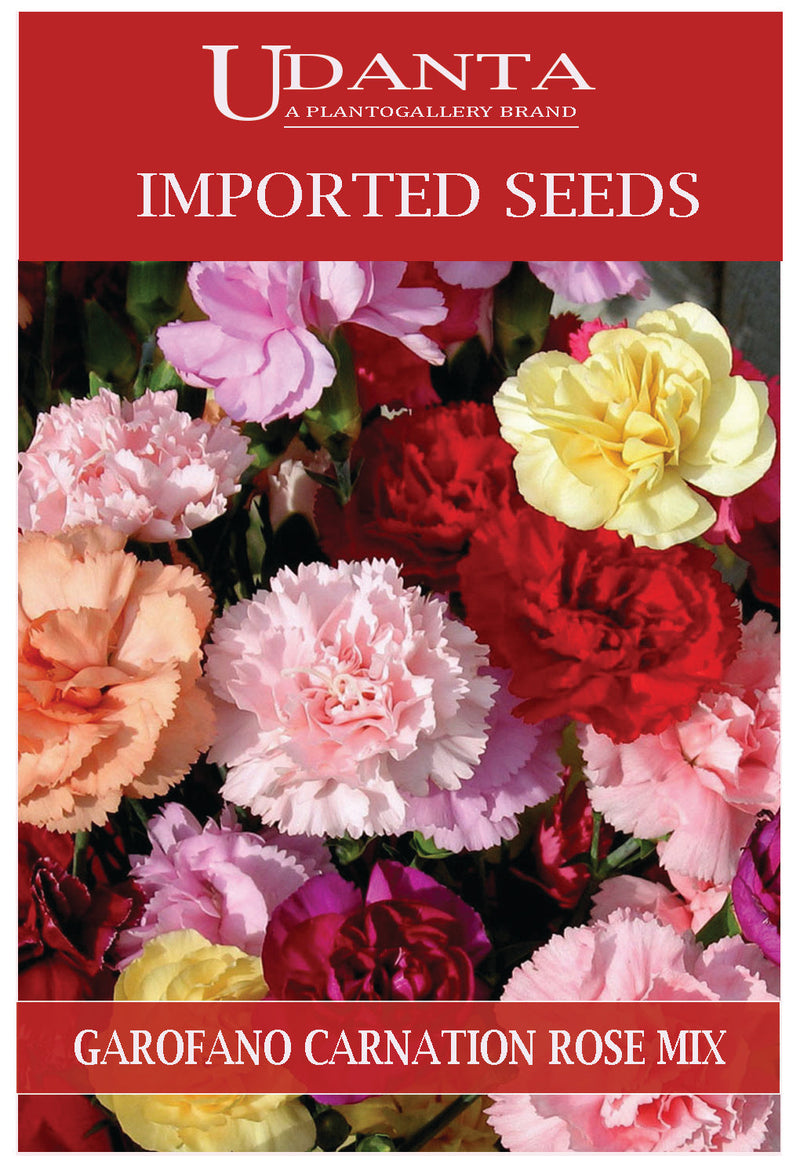 Udanta Imported Flower Seeds - Garofano Nizza Carnation Rose Flower Seeds For All Season - Qty 1Gm (Mix) (Pack Of 2 Pkts)