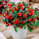 Gaultheria Procumbens Merry Berry Red Flower Imported 20 Seeds