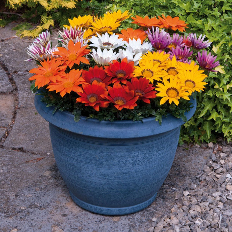 Gazania Kiss Mix Flower Imported 20 Seeds