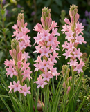 Plantogallery Rare Tall Pink Tuberose (Polianthes tuberosa / Rajnigandha) Flower Bulbs - Pack Of 1
