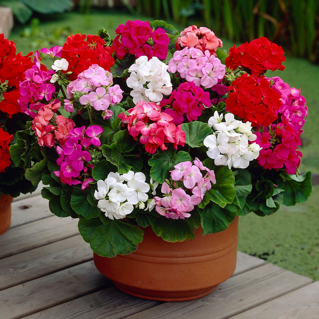 f1 geranium seeds Geranium F1 Moody Mix – Vibrant Hybrid Geranium Seeds (Imported, 20 Seeds Pack)
