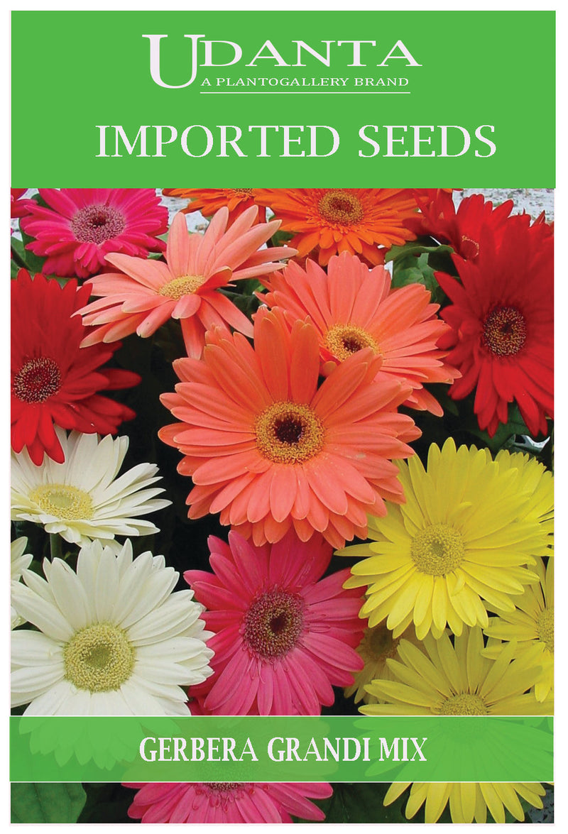 Udanta Imported Flower Seeds - Gerbera Ibrida Grandi For All Season Gardening Flower Seeds - Qty 0.2Gm (Mix) Pack of 2 Pkt