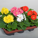 Gerbera Jamesonii Joybera F1 Mix Flower Imported 20 Seeds