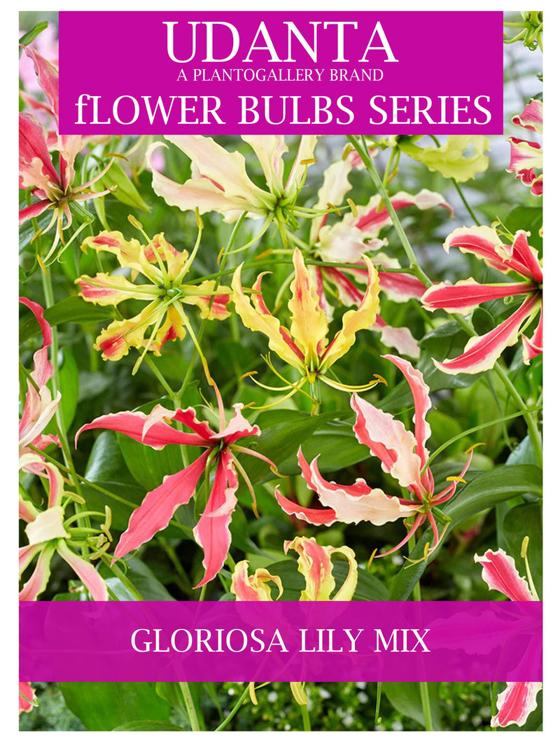 Udanta Gloriosa Lily Climber Flower Bulbs For Summer Gardening - Pack of 20 Bulbs (Red) ( Set OF 3 Pkt)