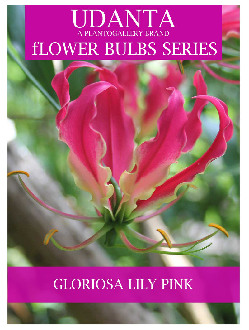 Udanta Gloriosa Lily Climber Flower Bulbs For Summer Gardening - Pack of 20 Bulbs (Red) ( Set OF 3 Pkt)