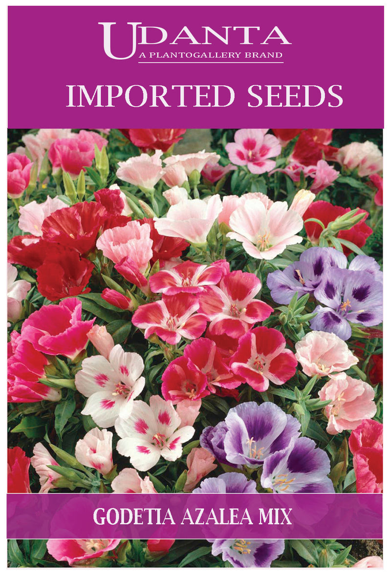 Udanta Imported Flower Seeds - Godetia Azelia Annual Flower Seeds - Qty 2Gm (Mix) Pack of 5 Pkt