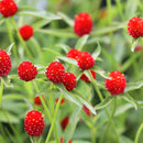 Gomphrena Haageana Strawberry Flower Imported 20 Seeds