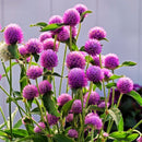 Gomphrena Ping Pong Lavender Flower Imported 20 Seeds