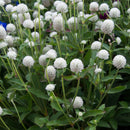 Gomphrena Ping Pong White Flower Imported 20 Seeds