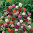 Gomphrene Qis Mix Flower Imported 20 Seeds