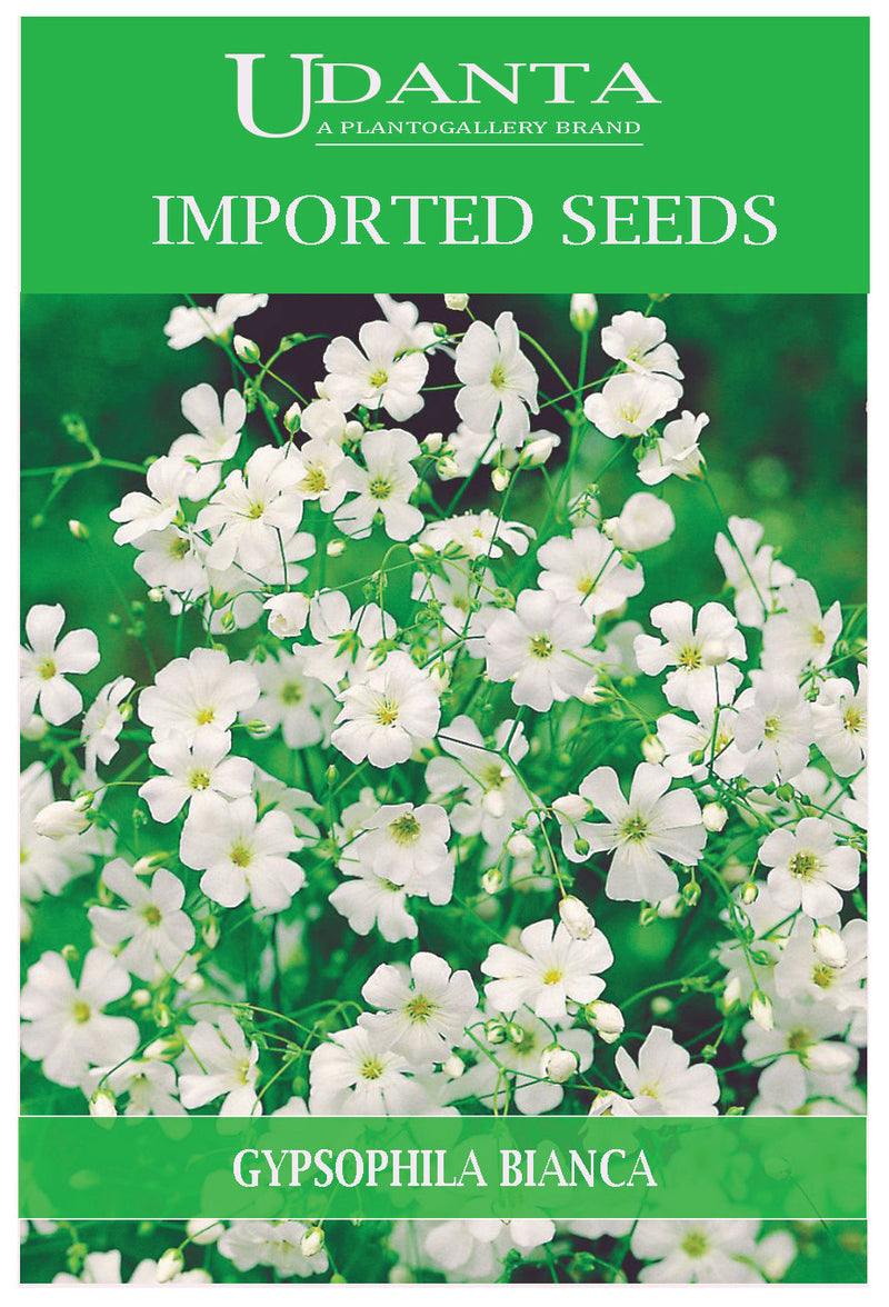 Udanta Imported Flower Seeds - Gypsophila Elegans Bianca Flower Seeds - Qty 3Gm (White) Pack of 5 Pkt