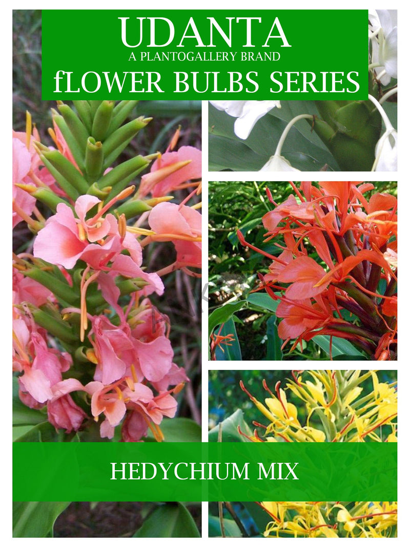Udanta Hedychium - Ginger Lily Flower Bulbs - Pack of 10 Bulbs (Multicolor) ( Set OF 5 Pkt)