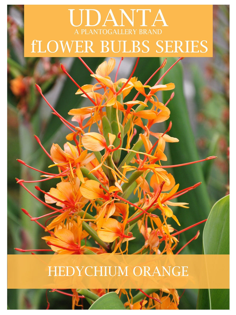 Udanta Hedychium - Ginger Lily Flower Bulbs - Pack of 20 Bulbs