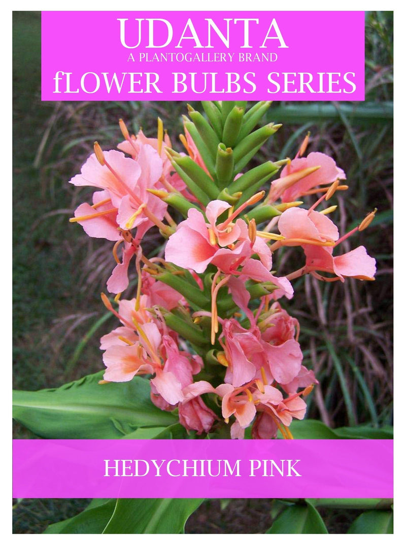 Udanta Hedychium - Ginger Lily Flower Bulbs - Pack of 20 Bulbs (Multicolor) ( Set OF 5 Pkt)