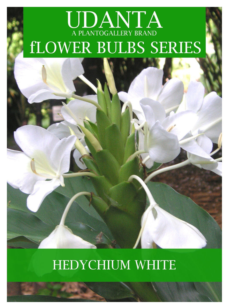 Udanta Hedychium - Ginger Lily Flower Bulbs - Pack of 10 Bulbs ( Set OF 3 Pkt)