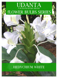 Udanta Hedychium - Ginger Lily Flower Bulbs - Pack of 20 Bulbs (Multicolor) ( Set OF 3 Pkt)