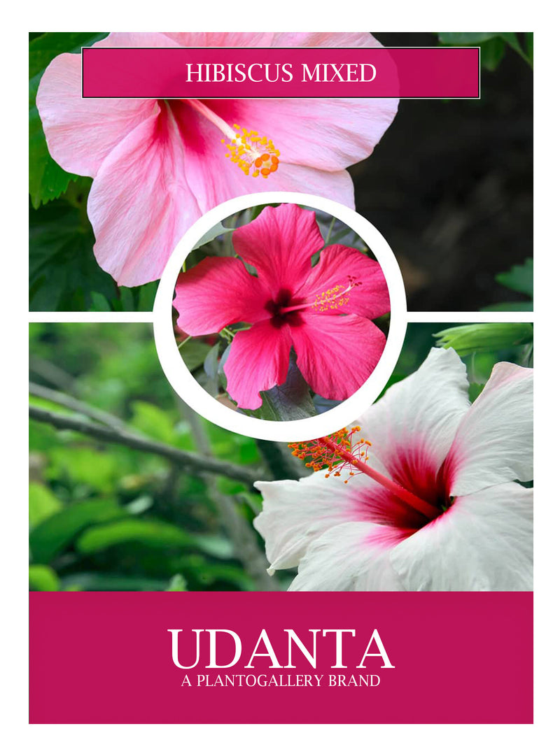 Udanta Hibiscus Mixed Flower Seeds Pack Of 30-40 Seeds in pckt