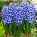 Premium Winter Hyacinth Bulbs for Your Garden - Easy to Grow | Stunning Colors & Long-Lasting Fragrance