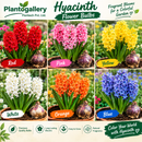 Hyacinth-Color-Garden-Collection-plantogallery