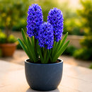 Premium Winter Hyacinth Bulbs for Your Garden - Easy to Grow | Stunning Colors & Long-Lasting Fragrance