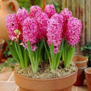 Premium Winter Hyacinth Bulbs for Your Garden - Easy to Grow | Stunning Colors & Long-Lasting Fragrance