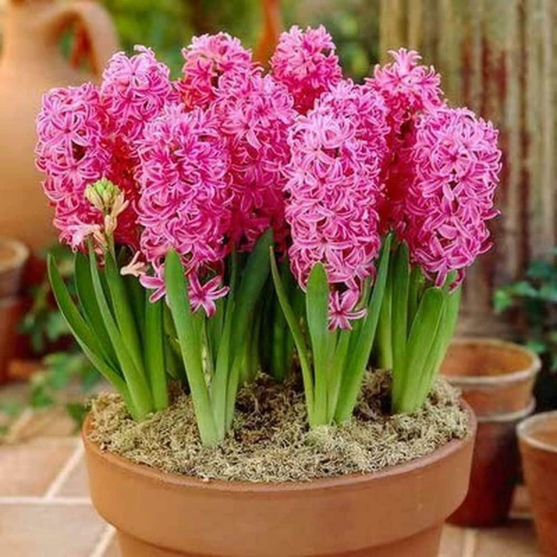Premium Winter Hyacinth Bulbs for Your Garden - Easy to Grow | Stunning Colors & Long-Lasting Fragrance